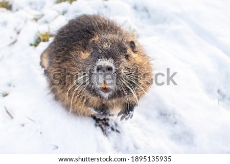 Ondatra or muskrat portrait - semiaquatic rodants living in freshwater streams, ponds and rivers. Nice portrait of water animal. 