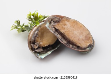 One with abalone. The length of the shell is 10-20 cm, and it is oval in shape and is brown or bluish-brown. The opening of the shell is wide and the holes are lined up on the outside.