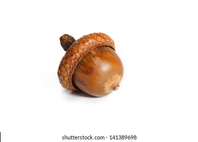 4,341 Single acorn Images, Stock Photos & Vectors | Shutterstock