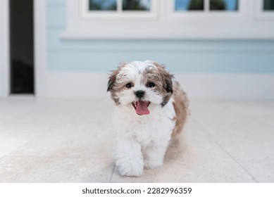 One adorable brown and white shih-tzu puppy dog at a blue house walking towards the camera and sticking out the tongue - Powered by Shutterstock