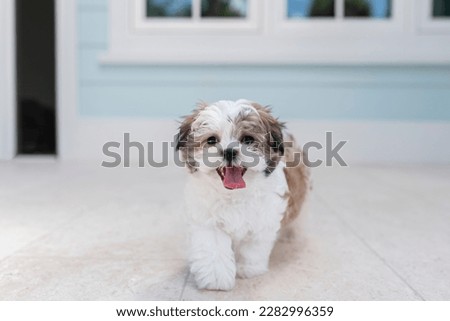 One adorable brown and white shih-tzu puppy dog at a blue house walking towards the camera and sticking out the tongue