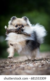 one adorable cute pomeranian puppy dog running with wood stick in the park