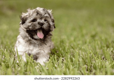 One adorable shih-tzi puppy dog posing on the grass and looking at the camera	