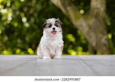 One adorable Shih-tzu puppy dog sticking out the tongue posing for the camera on a tile floor and trees in the background - Powered by Shutterstock