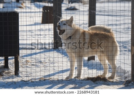 One adult fawn Siberian husky with brown eyes and brown nose stands behind fence of aviary in winter and howls. Kennel of northern sled dogs. Shelter for unwanted pedigreed animals.