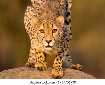 One adult female Cheetah crouching on a rock and looking straight towards the camera headshot  - Powered by Shutterstock