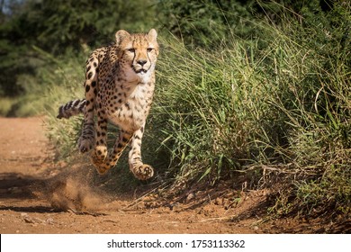 Eine erwachsene Cheetah, die mit voller Geschwindigkeit läuft und versucht, an einem sonnigen Tag im Krüger Park Südafrika Beten zu fangen