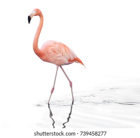 one adult pink flamingo walking on water. Isolated on white background