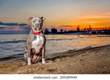 One adult white and gray pitbull dog wearing a red collar, posing on the sand, looking to the camera, on the beach during sunset on a warm summer day