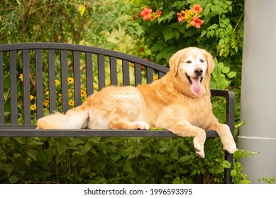 one adult-senior golden retriever dog resting on a black bench with the tongue out  in the park next to trees and wild flowers in the background, negative space
