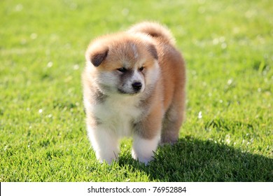 2,636 Yellow Akita Dog Images, Stock Photos & Vectors 