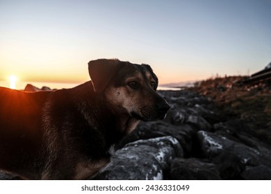 one, alone large Dog silhouette on pot of mountain sunset sky background. Golden light shining on a golden dog. homeless Dog silhouetted against yellow golden sunset rays - Powered by Shutterstock