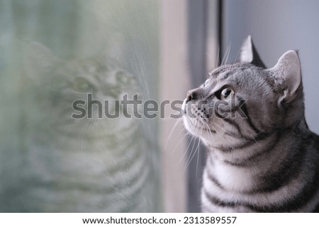 one American shorthair silver tabby cat look up beside the window with reflection