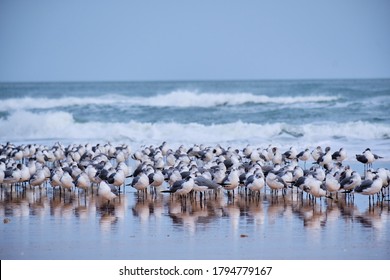 One Among The Many.  A Curious And Alert Laughing Gull Keeps His Eyes On Photographer While Dozens More Sleep Around It.