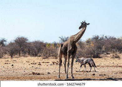One Angolan Giraffe - Giraffa giraffa angolensis- and one Orynx - Oryx gazelle- near a waterhole in Etosha national park, Namibia.