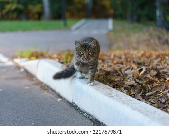 One Angry Gray Aggressive Cat On The City Street In Daytime. He Is Ready To Attack. He's Sneaking. He's Looking At Camera. Autumn Day Inthe Moscow City