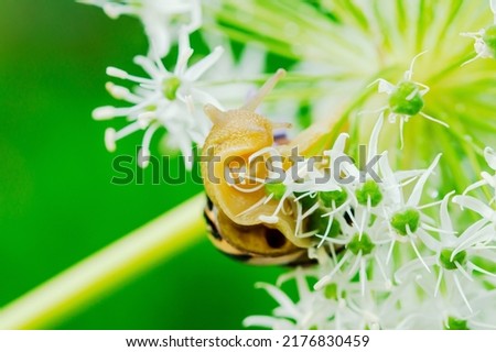 One Animal Cepaea nemoralis - Banded Snail in blossom. Snail crawling on a plant stem on blurred green nature
background. Balance in nature concept