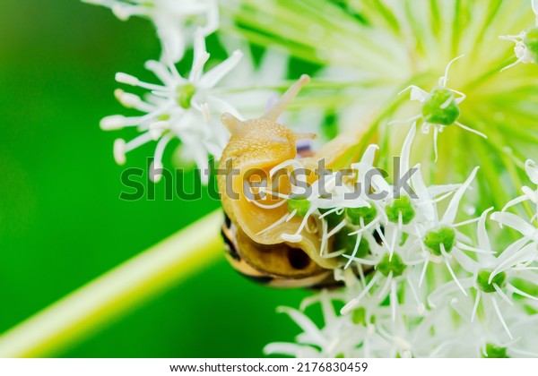 One Animal Cepaea nemoralis - Banded Snail\
in blossom. Snail crawling on a plant stem on blurred green\
nature\
background. Balance in nature\
concept