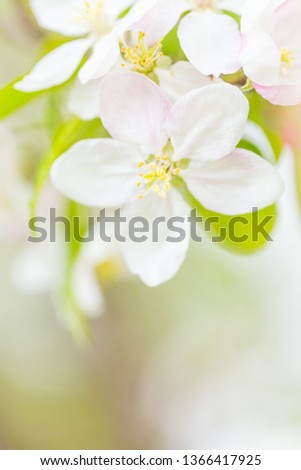 Blütenbirnenbaum mit weißen Blüten