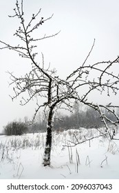  One Apple Tree In The Fruit Garden In A Winter Season.