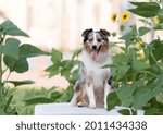 one aussie dog posing for the camera at liberty state park in jersey city, new jersey, with plants and buildings in the background