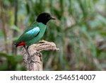 One of awesome Pittas from the Islands of Borneo, Western Hooded Pitta (Sunda) Pitta sordida mulleri