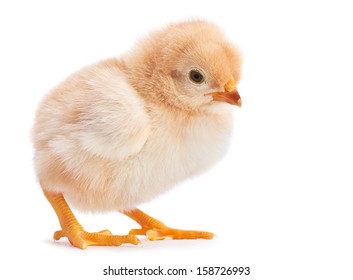 One Baby Chicken Isolated On White