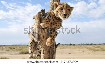 One baby cub with big brown eyes and clear tear drops standing on dead tree in a warm afternoon light with blue sky in the background in Kruger Park South Africa