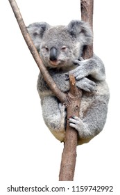 One Baby Cub Koala Isolated On White Background. No People. Copy Space