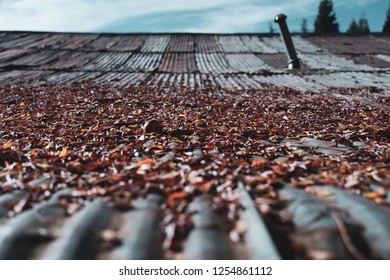 One Bad Apple In A Pile Of Leaves