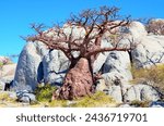 One baobab tree among the rocks of the Kubu Island in Makgadikgadi Pans, central Botswana, Southern Africa.