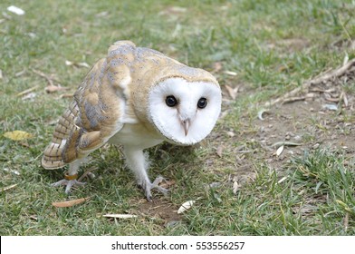 Royalty Free Barn Owl Baby Stock Images Photos Vectors