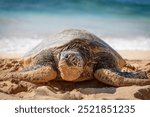 One basking Hawaiian green sea turtle at Laniakea Beach on the island of Oahu, Hawaii, USA against sea