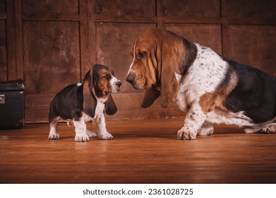 One Basset puppy and adult dog on a brown leather sofa in an expensive wooden parquet at office near fireplace. Basset in a stylish interior in retro vintage style