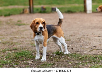 6,111 Beagle tail Images, Stock Photos & Vectors | Shutterstock