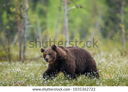 Similar – Brown Bear on forest