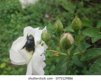 One Of The Beauties Of The Island Of Marajó, The Yellow And Black Beetle.