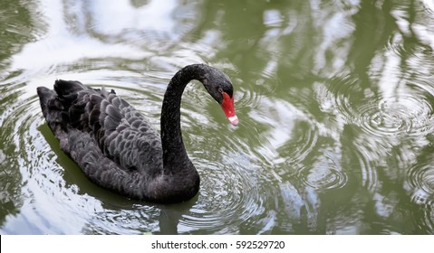 One Beautiful Black Swan Floating On The Lake Surface.