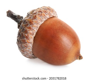 One beautiful brown acorn isolated on white