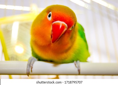 One beautiful and colored lovebird parrot with red beak, orange head and colored feathers is looking at camera with curiosity and focused.The Fischer's lovebird with a beautiful color is in a cage.