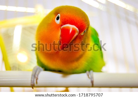 One beautiful and colored lovebird parrot with red beak, orange head and colored feathers is looking at camera with curiosity and focused.The Fischer's lovebird with a beautiful color is in a cage.