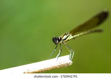 One beautiful dragonfly perched on a branch in summer - Shutterstock ID 1750941791