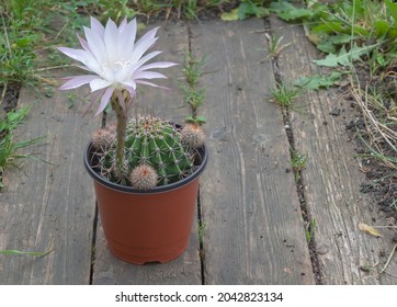 One beautiful Echinopsis Oixigona cactus in beauiful bloom with purple petals - Wooden background.