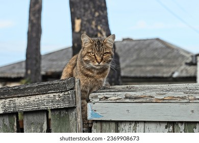 one beautiful fluffy clean domestic brown big cat sits and looks on an old wooden fence on the street during the day