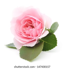 One beautiful pink rose on a white background 