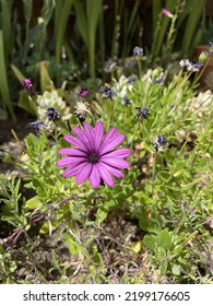 One Beautiful Purple Flower Thriving Amongst The Dead