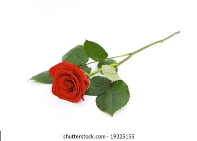 one beautiful rose isolated against white background