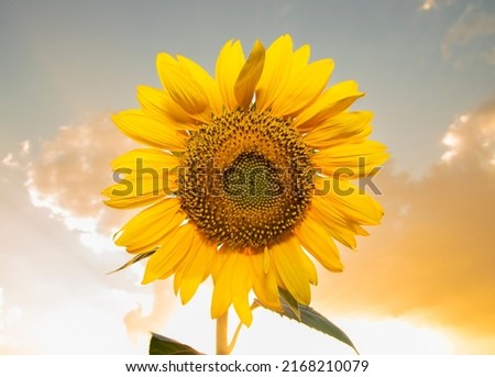 Similar – Image, Stock Photo 555 hours of sunshine