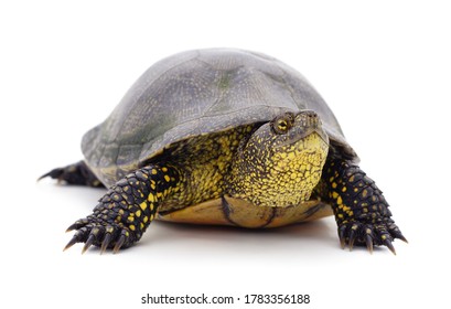 83,030 Turtle isolated Images, Stock Photos & Vectors | Shutterstock