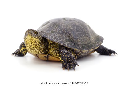 3,886 Lazy turtle Images, Stock Photos & Vectors | Shutterstock